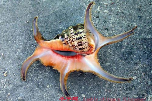 Самые загадочные существа океанских глубин