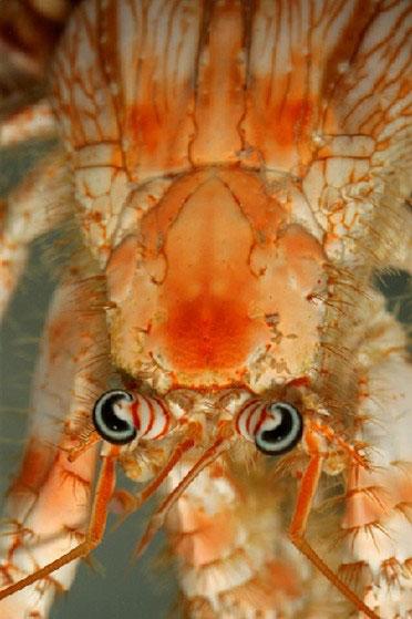 Самые загадочные существа океанских глубин