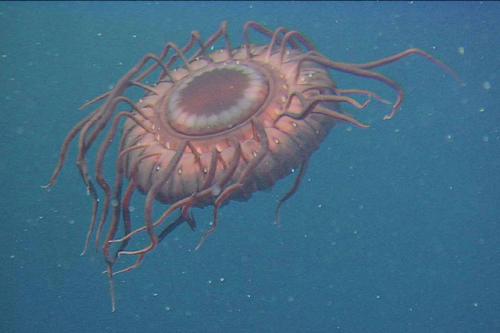 Самые загадочные существа океанских глубин