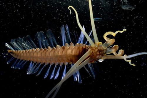 Самые загадочные существа океанских глубин