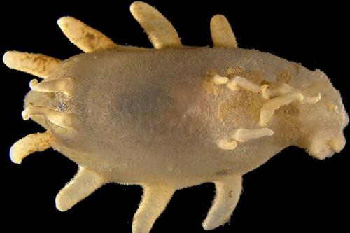 Самые загадочные существа океанских глубин