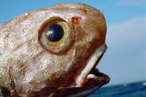 Самые загадочные существа океанских глубин