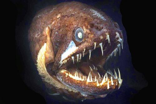 Самые загадочные существа океанских глубин