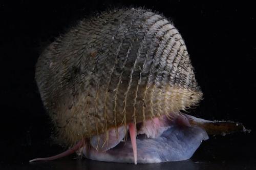 Самые загадочные существа океанских глубин