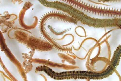 Самые загадочные существа океанских глубин