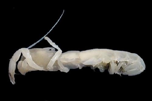 Самые загадочные существа океанских глубин