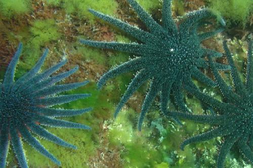 Самые загадочные существа океанских глубин