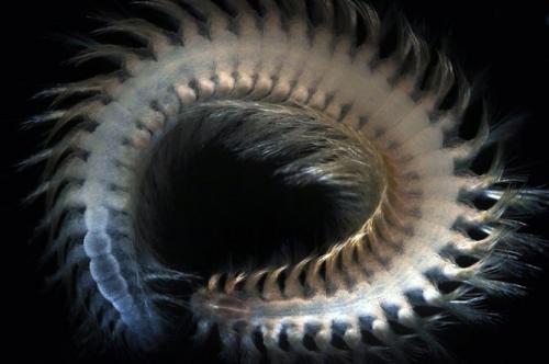 Самые загадочные существа океанских глубин