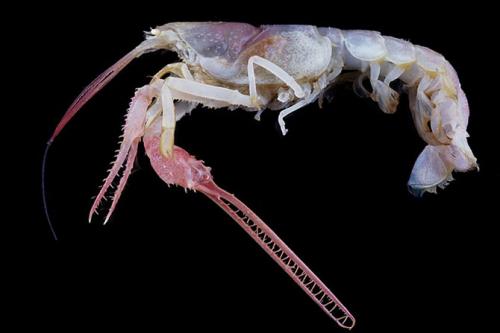 Самые загадочные существа океанских глубин