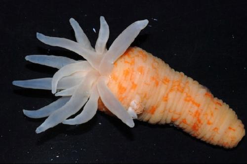 Самые загадочные существа океанских глубин