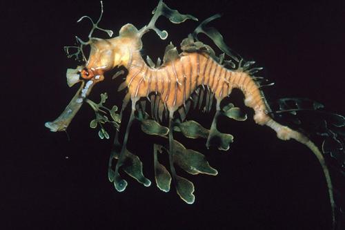 Самые загадочные существа океанских глубин