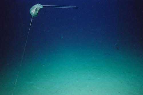 Самые загадочные существа океанских глубин