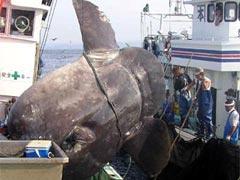 Глупая рыба-луна наводит ужас на рыбаков Южной Африки