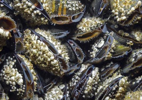 Объявлены победители конкурса британского фотографа дикой природы 2010