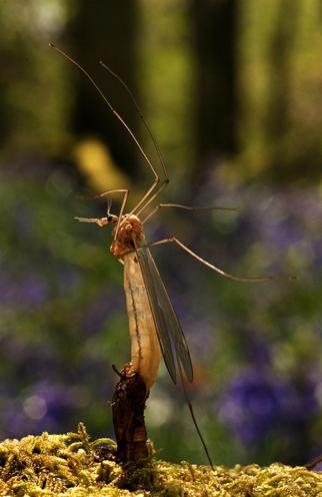 Объявлены победители конкурса британского фотографа дикой природы 2010
