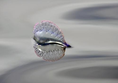 Объявлены победители конкурса британского фотографа дикой природы 2010