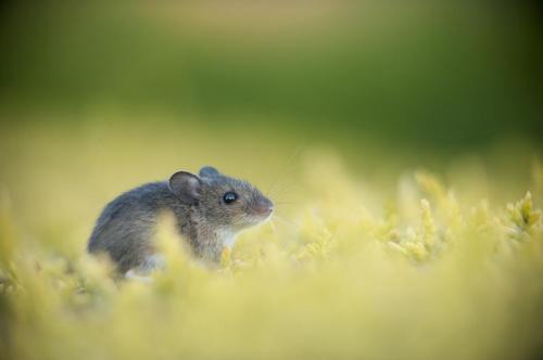 Объявлены победители конкурса британского фотографа дикой природы 2010