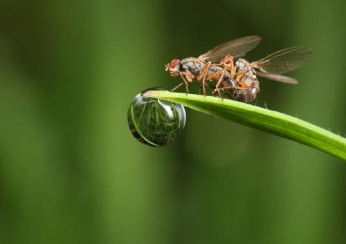 Объявлены победители конкурса британского фотографа дикой природы 2010