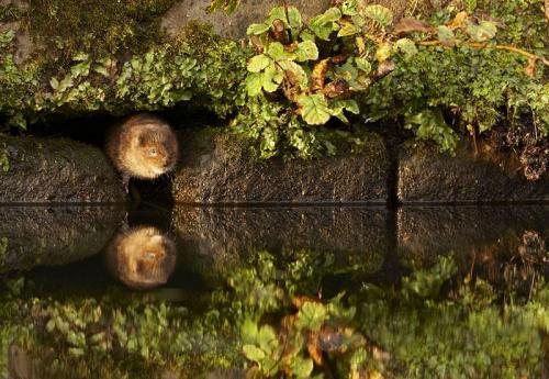 Объявлены победители конкурса британского фотографа дикой природы 2010