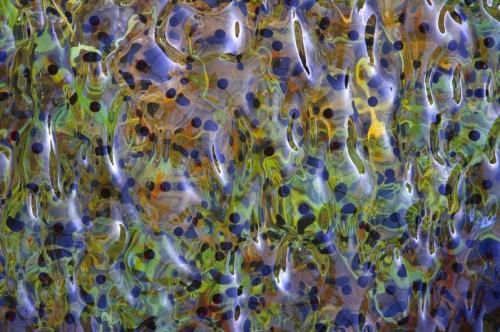 Объявлены победители конкурса британского фотографа дикой природы 2010