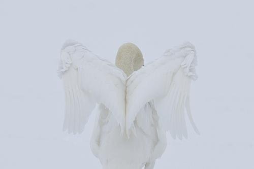 Объявлены победители конкурса британского фотографа дикой природы 2010