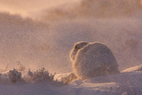 Объявлены победители конкурса британского фотографа дикой природы 2010