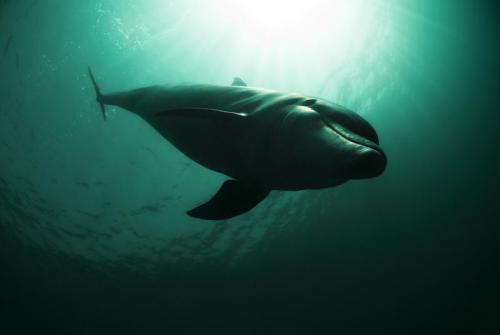 Объявлены победители конкурса британского фотографа дикой природы 2010