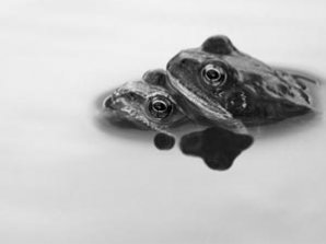 Объявлены победители конкурса британского фотографа дикой природы 2010