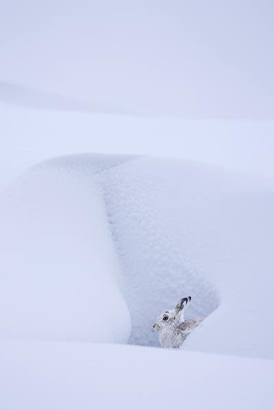 Объявлены победители конкурса британского фотографа дикой природы 2010