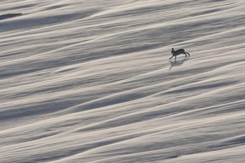 Объявлены победители конкурса британского фотографа дикой природы 2010