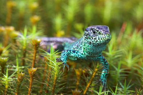 Объявлены победители конкурса британского фотографа дикой природы 2010