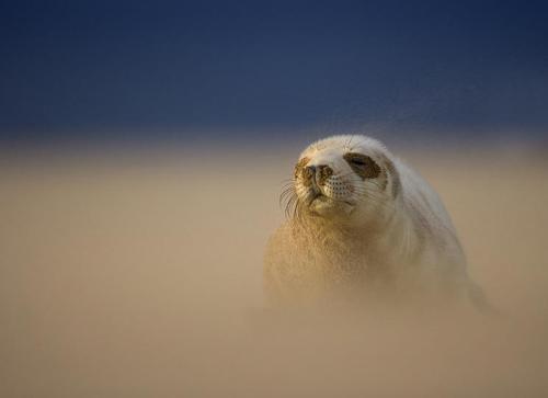 Объявлены победители конкурса британского фотографа дикой природы 2010