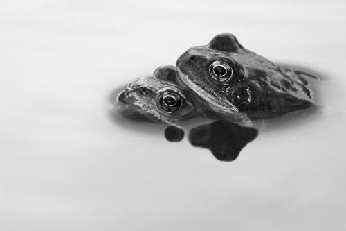 Объявлены победители конкурса британского фотографа дикой природы 2010