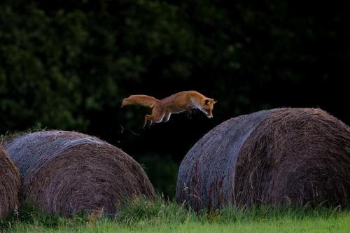 Объявлены победители конкурса британского фотографа дикой природы 2010
