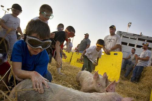 Битва домашних поросят