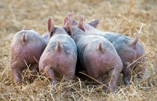 Битва домашних поросят