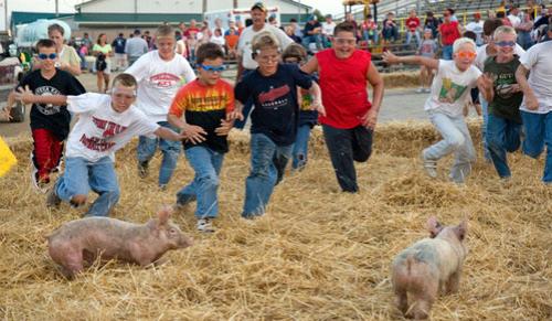 Битва домашних поросят