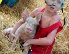 Битва домашних поросят