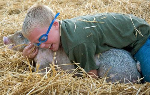 Битва домашних поросят