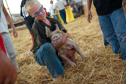 Битва домашних поросят