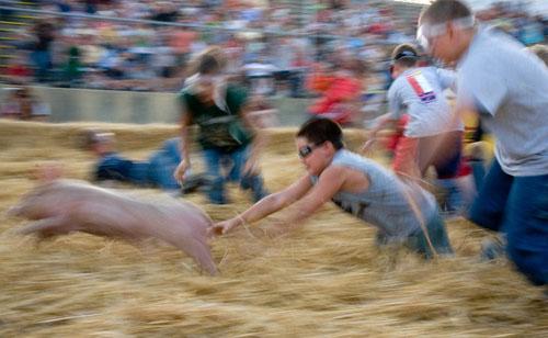 Битва домашних поросят