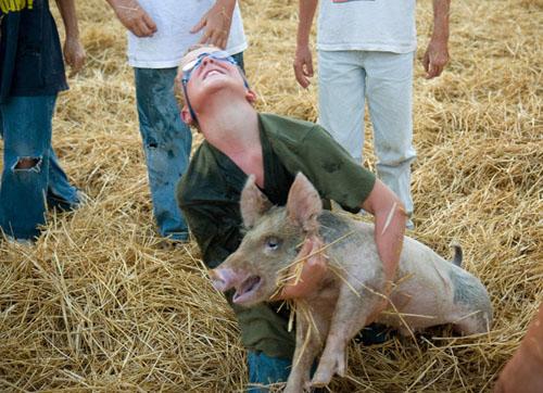 Битва домашних поросят