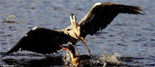 Фотограф заснял настоящую драму на лесном озере