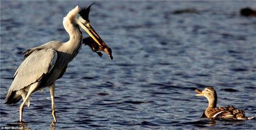 Фотограф заснял настоящую драму на лесном озере