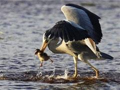 Фотограф заснял настоящую драму на лесном озере