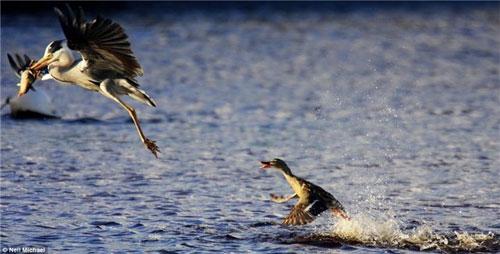 Фотограф заснял настоящую драму на лесном озере