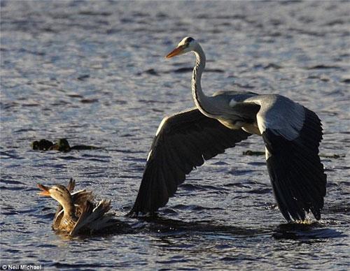 Фотограф заснял настоящую драму на лесном озере