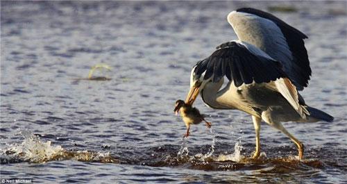Фотограф заснял настоящую драму на лесном озере