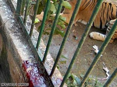 Кровавый зоопарк: когда в хищниках просыпается животный инстинкт