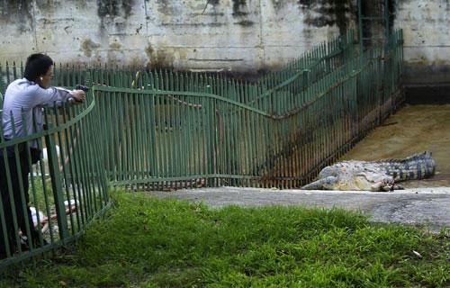 Кровавый зоопарк: когда в хищниках просыпается животный инстинкт